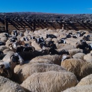 Тувинские грубошерстные овцы